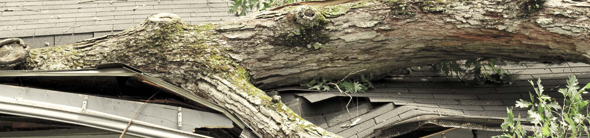 Emergency Tree Services | Storm Damage & Tree Removal