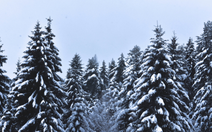 Winter trees image