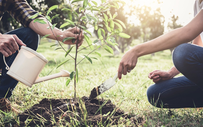 two people planting a tree