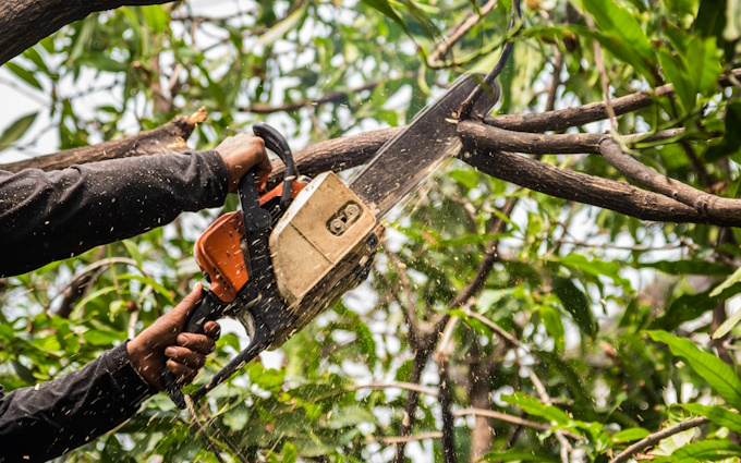tree trimming with a chainsaw