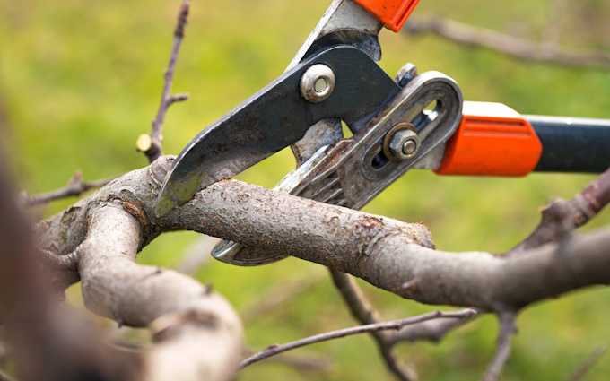 close up of tree branch pruning
