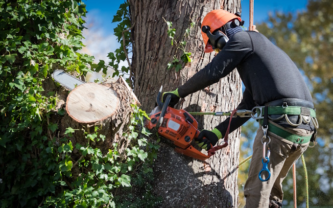 man cutting limbs in tree