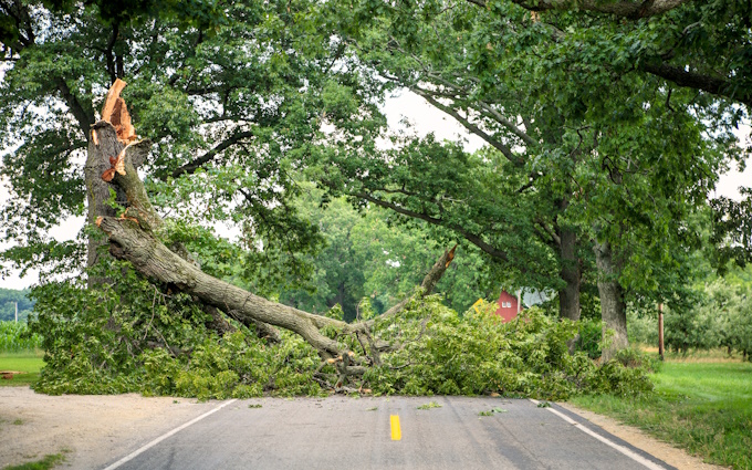 tree fallen in road