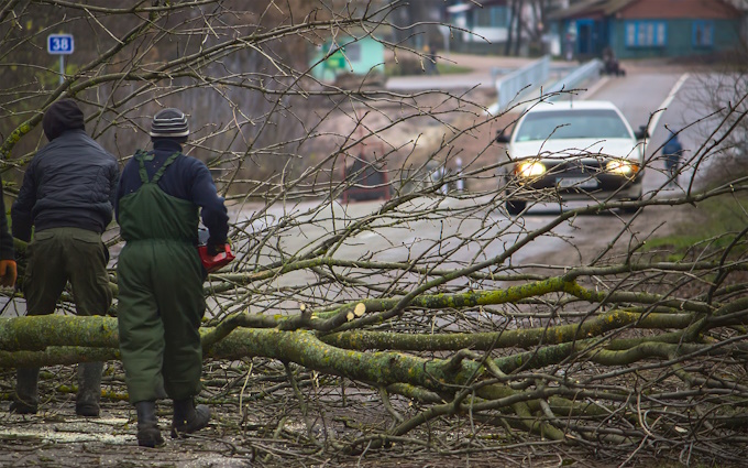 uprooted tree blocking traffic