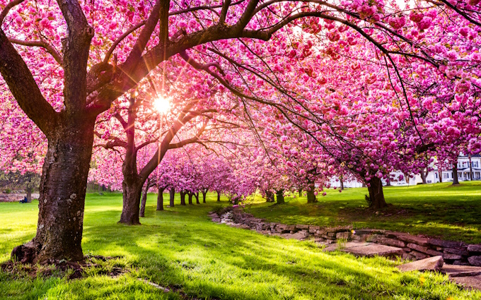 pink flowering trees