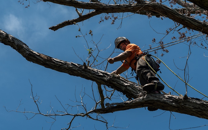 arborist cutting down dead branch