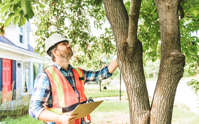 arborist inspecting trees