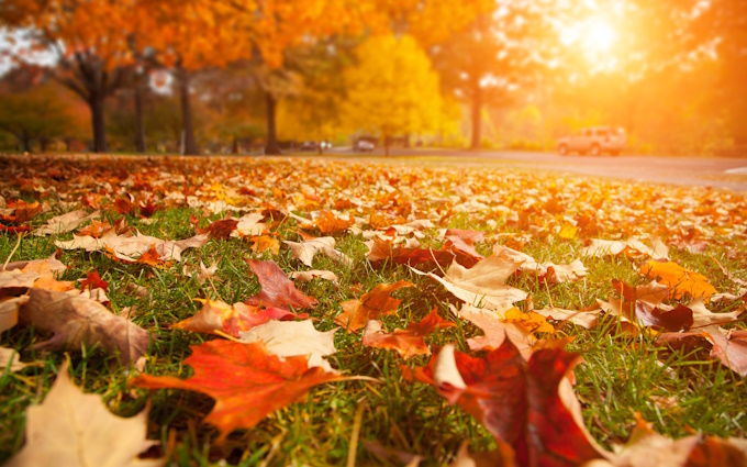 fall leaves on the ground