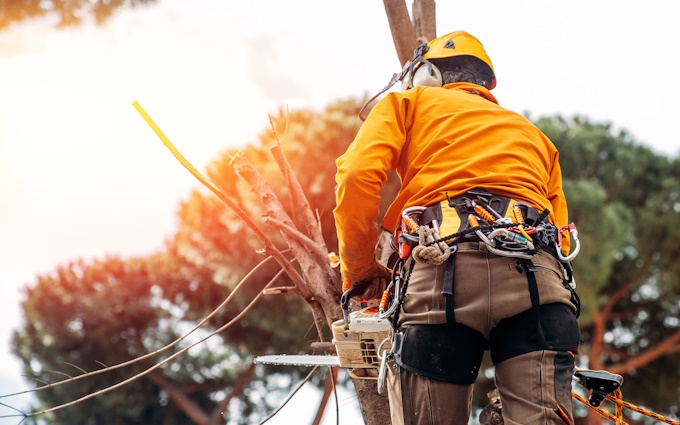 arborist cutting down tree