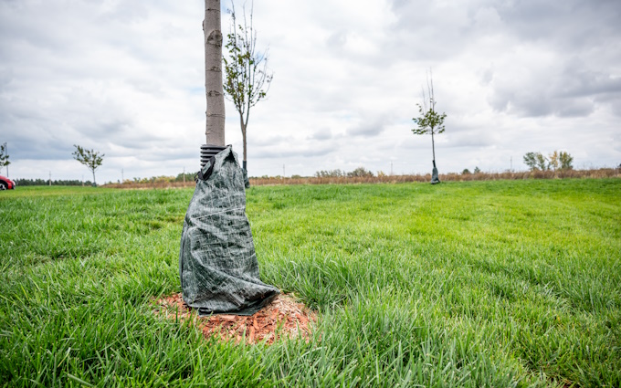 trunk of young tree wrapped