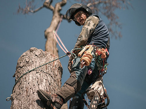 tree removal kansas city
