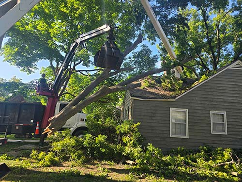 tree removal service kansas city